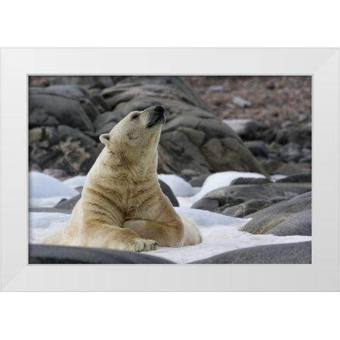 Norway, Svalbard Polar bear on snow White Modern Wood Framed Art Print by Young, Bill