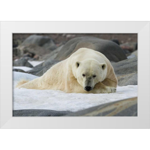 Norway, Svalbard Polar bear lying on snow White Modern Wood Framed Art Print by Young, Bill