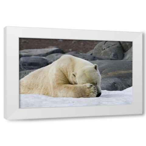 Norway, Svalbard Polar bear sleeping on snow White Modern Wood Framed Art Print by Young, Bill