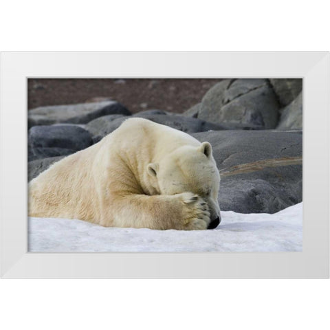 Norway, Svalbard Polar bear sleeping on snow White Modern Wood Framed Art Print by Young, Bill