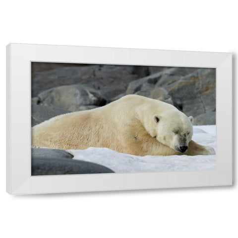 Norway, Svalbard Polar bear sleeping on snow White Modern Wood Framed Art Print by Young, Bill