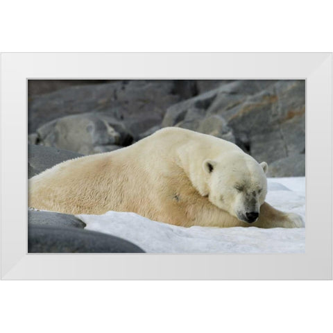 Norway, Svalbard Polar bear sleeping on snow White Modern Wood Framed Art Print by Young, Bill