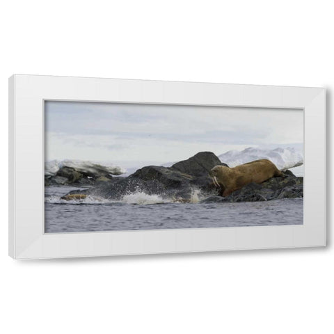 Norway, Svalbard Walruses moving into the water White Modern Wood Framed Art Print by Young, Bill