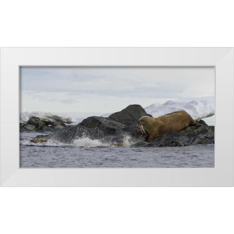 Norway, Svalbard Walruses moving into the water White Modern Wood Framed Art Print by Young, Bill