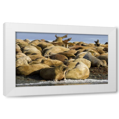 Norway, Svalbard, Torellneset Walruses resting White Modern Wood Framed Art Print by Young, Bill