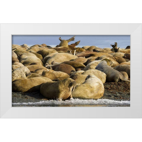 Norway, Svalbard, Torellneset Walruses resting White Modern Wood Framed Art Print by Young, Bill