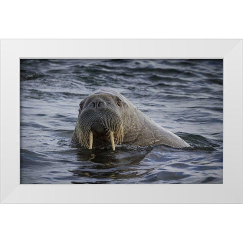 Norway, Svalbard Walrus looking at the camera White Modern Wood Framed Art Print by Young, Bill