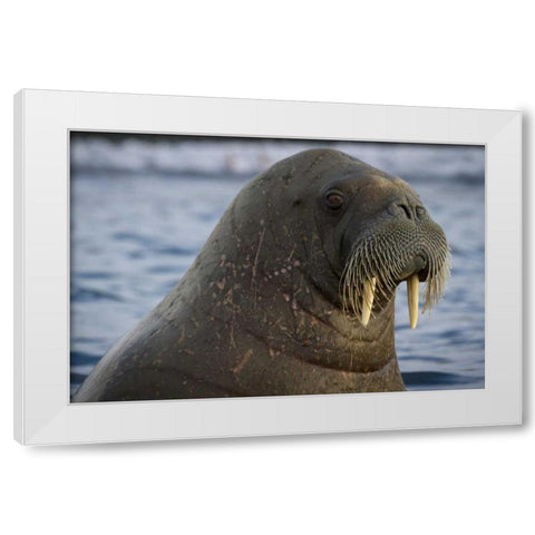 Norway, Svalbard Close-up of walrus in the water White Modern Wood Framed Art Print by Young, Bill