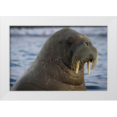 Norway, Svalbard Close-up of walrus in the water White Modern Wood Framed Art Print by Young, Bill