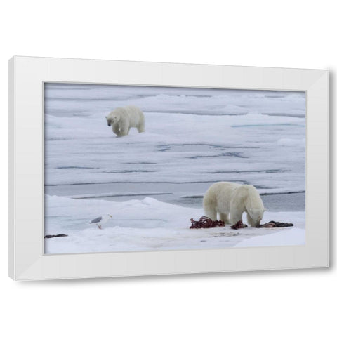 Norway, Svalbard Polar bears and seal carcass White Modern Wood Framed Art Print by Young, Bill