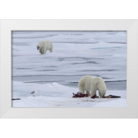 Norway, Svalbard Polar bears and seal carcass White Modern Wood Framed Art Print by Young, Bill