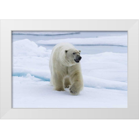 Norway, Svalbard Polar bear walking on snow White Modern Wood Framed Art Print by Young, Bill