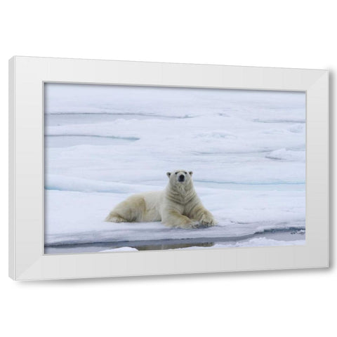 Norway, Svalbard Polar bear lying on snow White Modern Wood Framed Art Print by Young, Bill