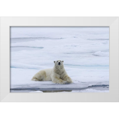 Norway, Svalbard Polar bear lying on snow White Modern Wood Framed Art Print by Young, Bill