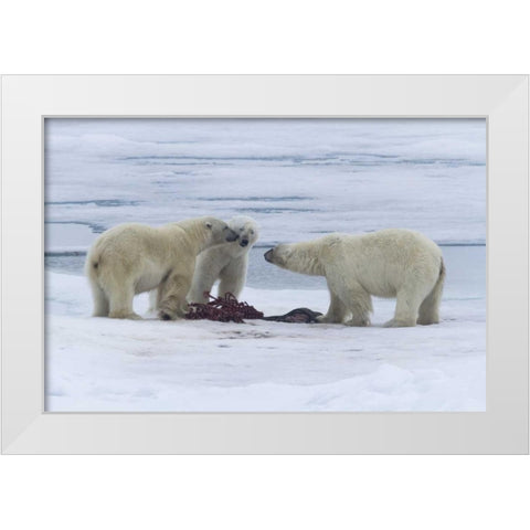 Norway, Svalbard Three polar bears greeting each White Modern Wood Framed Art Print by Young, Bill