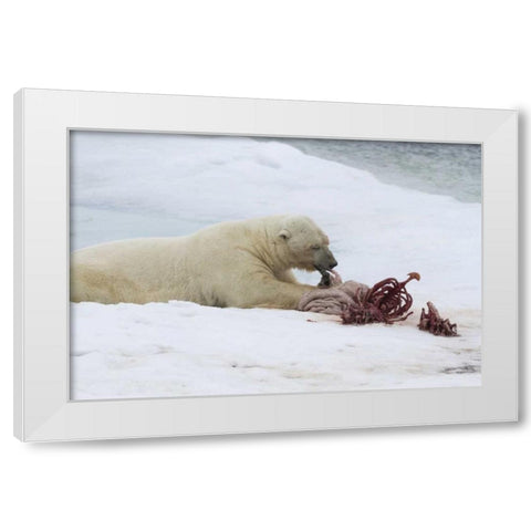 Norway, Svalbard Polar bear eating seal carcass White Modern Wood Framed Art Print by Young, Bill