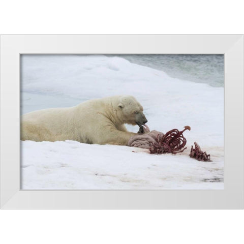 Norway, Svalbard Polar bear eating seal carcass White Modern Wood Framed Art Print by Young, Bill