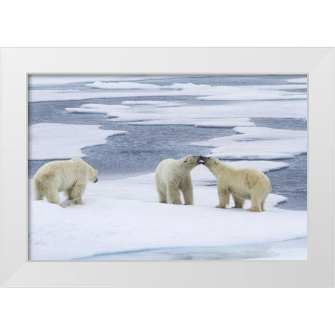 Norway, Svalbard Two polar bears on sea ice White Modern Wood Framed Art Print by Young, Bill