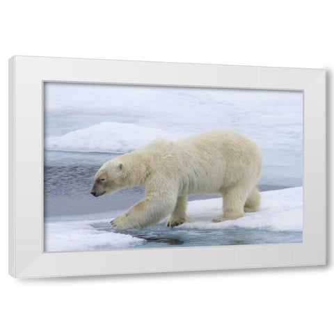 Norway, Svalbard Polar bear on sea ice White Modern Wood Framed Art Print by Young, Bill