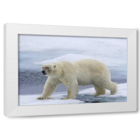 Norway, Svalbard Polar bear on sea ice White Modern Wood Framed Art Print by Young, Bill