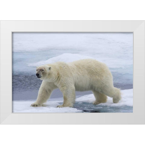 Norway, Svalbard Polar bear on sea ice White Modern Wood Framed Art Print by Young, Bill