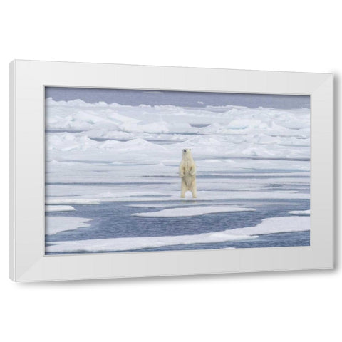 Norway, Svalbard Polar bear on sea ice White Modern Wood Framed Art Print by Young, Bill