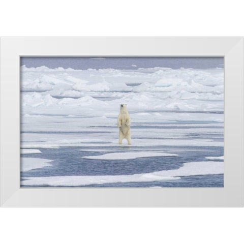 Norway, Svalbard Polar bear on sea ice White Modern Wood Framed Art Print by Young, Bill