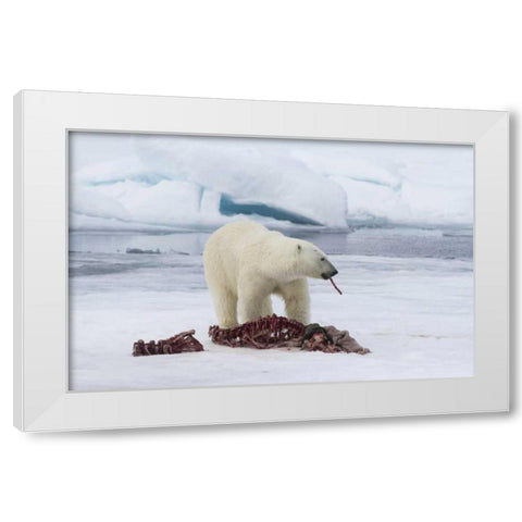Norway, Svalbard Polar bear eating seal carcass White Modern Wood Framed Art Print by Young, Bill