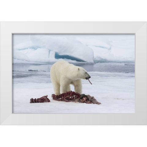 Norway, Svalbard Polar bear eating seal carcass White Modern Wood Framed Art Print by Young, Bill