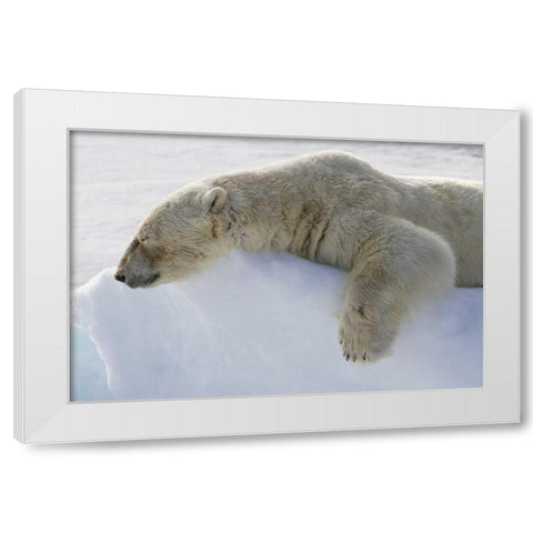 Norway, Svalbard Polar bear asleep on ice ridge White Modern Wood Framed Art Print by Young, Bill