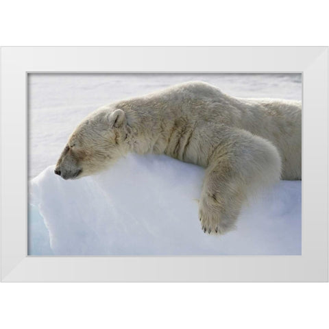 Norway, Svalbard Polar bear asleep on ice ridge White Modern Wood Framed Art Print by Young, Bill