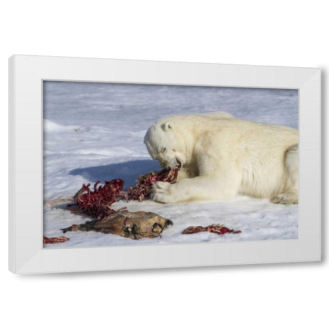 Norway, Svalbard Polar bear eating seal carcass White Modern Wood Framed Art Print by Young, Bill
