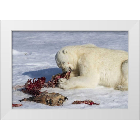 Norway, Svalbard Polar bear eating seal carcass White Modern Wood Framed Art Print by Young, Bill