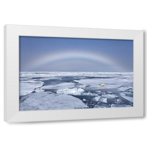 Norway, Svalbard Polar bear on broken sea ice White Modern Wood Framed Art Print by Young, Bill