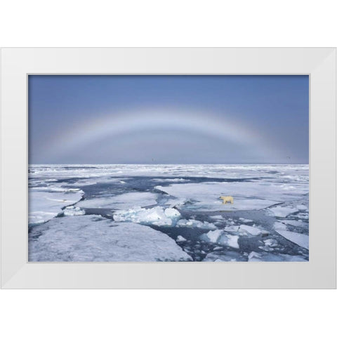 Norway, Svalbard Polar bear on broken sea ice White Modern Wood Framed Art Print by Young, Bill