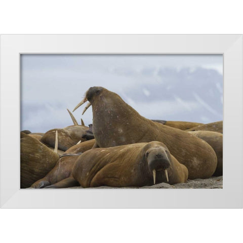 Norway, Svalbard, Torellneset Walruses resting White Modern Wood Framed Art Print by Young, Bill