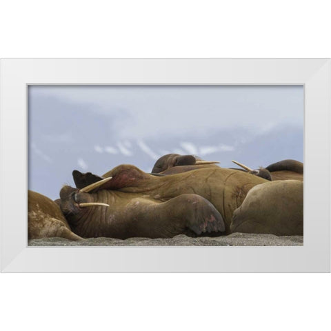 Norway, Svalbard, Torellneset Walruses resting White Modern Wood Framed Art Print by Young, Bill