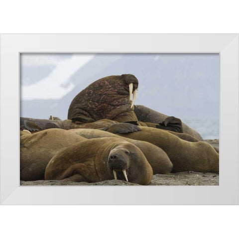 Norway, Prins Karls Forland Walruses resting White Modern Wood Framed Art Print by Young, Bill
