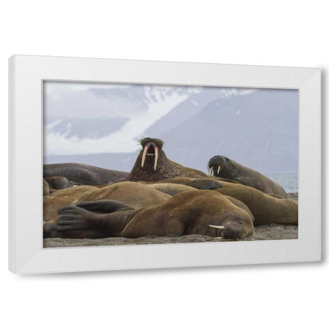 Norway, Svalbard Group of walruses resting White Modern Wood Framed Art Print by Young, Bill