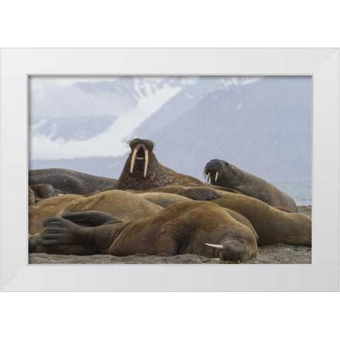 Norway, Svalbard Group of walruses resting White Modern Wood Framed Art Print by Young, Bill
