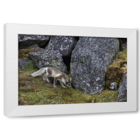 Norway, Svalbard, Prins Karls Forland White Modern Wood Framed Art Print by Young, Bill
