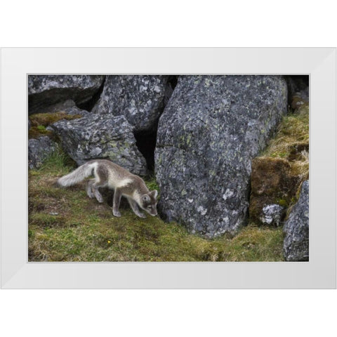 Norway, Svalbard, Prins Karls Forland White Modern Wood Framed Art Print by Young, Bill