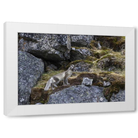 Norway, Svalbard, Prins Karls Forland White Modern Wood Framed Art Print by Young, Bill