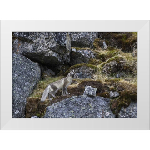 Norway, Svalbard, Prins Karls Forland White Modern Wood Framed Art Print by Young, Bill