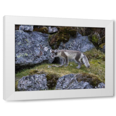Norway, Svalbard, Prins Karls Forland White Modern Wood Framed Art Print by Young, Bill
