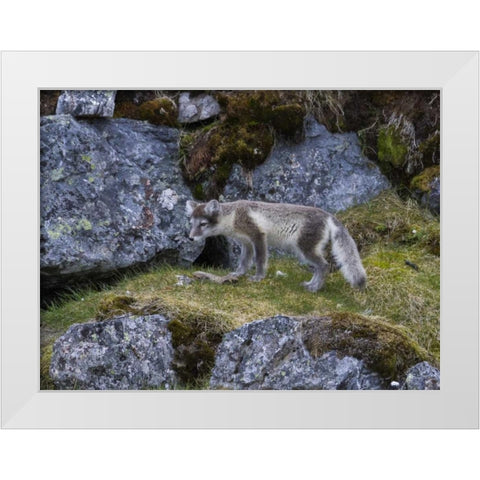 Norway, Svalbard, Prins Karls Forland White Modern Wood Framed Art Print by Young, Bill