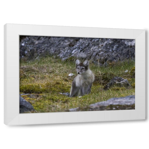 Norway, Svalbard, Prins Karls Forland White Modern Wood Framed Art Print by Young, Bill