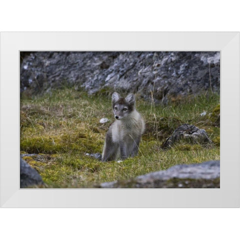 Norway, Svalbard, Prins Karls Forland White Modern Wood Framed Art Print by Young, Bill