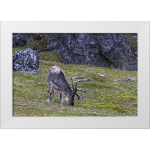 Norway, Prins Karls Forland Reindeer grazing White Modern Wood Framed Art Print by Young, Bill