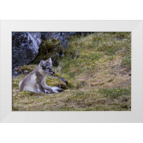 Norway, Svalbard, Prins Karls Forland White Modern Wood Framed Art Print by Young, Bill